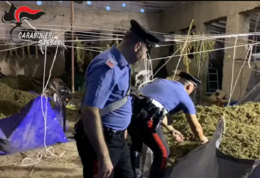 Maxi operazione anti droga a Telti: laboratorio della marijuana in un capannone, sei arresti