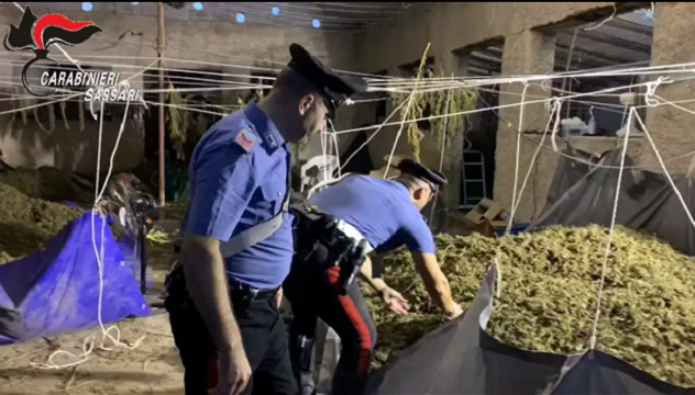 Maxi operazione anti droga a Telti: laboratorio della marijuana in un capannone, sei arresti