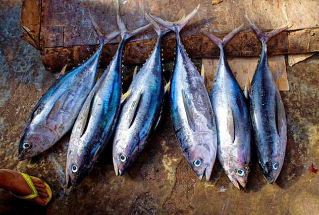 Mangiano i tonni auto-pescati crudi e si sentono male al ristorante