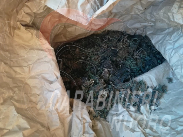 Talana. I carabinieri sequestrano 1200 chili di marjuana divisi in bidoni di plastica