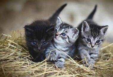 Le Iene a Tortolì per donare 200 gattini a chi vorrà adottarli