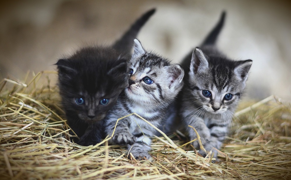 Le Iene a Tortolì per donare 200 gattini a chi vorrà adottarli