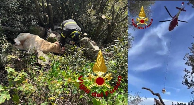 Vitello cade in un dirupo a Montresta, salvato dai Vigili del fuoco