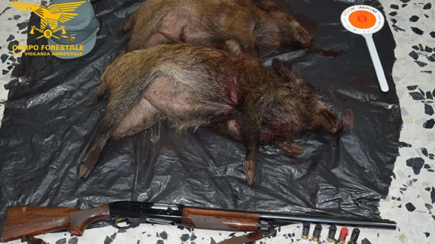 Durante battuta di caccia a Buggerru uccidono cinghiali a pallettoni: sanzionati due uomini