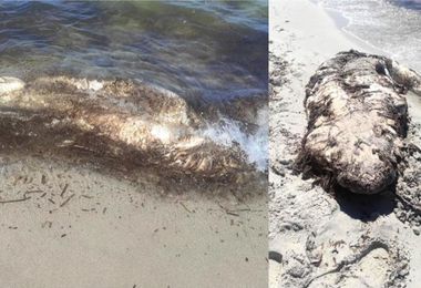 Alghero. Carcassa di uno squalo sulla spiaggia di Maria Pia