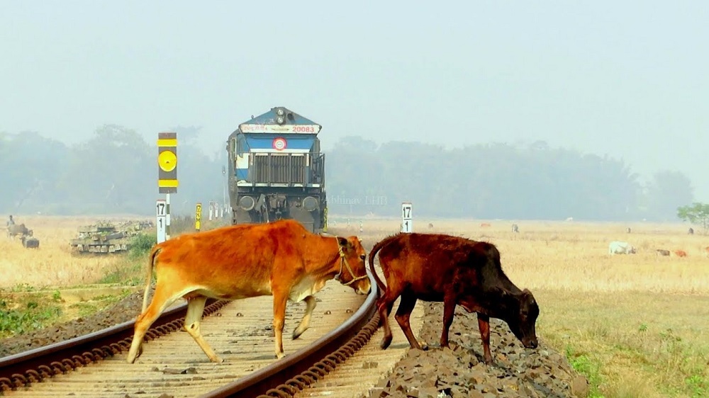 India, fa pipì sui binari: mucca colpita da treno lo uccide