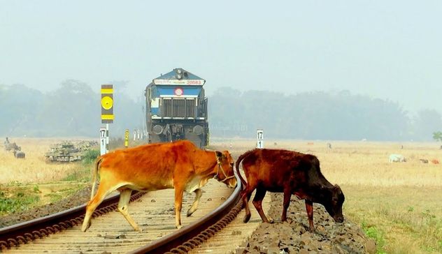India, fa pipì sui binari: mucca colpita da treno lo uccide