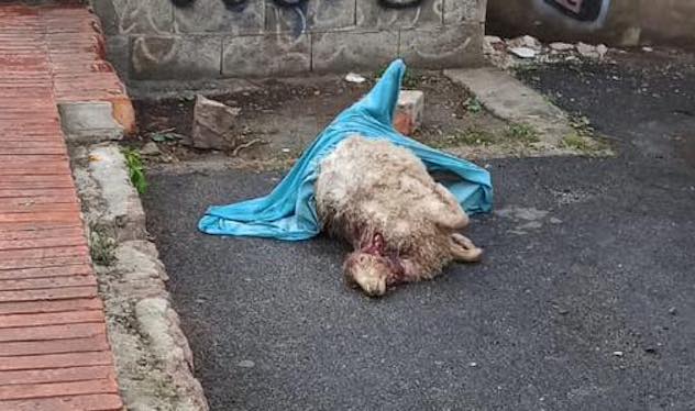 Cagliari. Macabra scoperta nel quartiere Stampace: pecora sgozzata davanti a una casa 