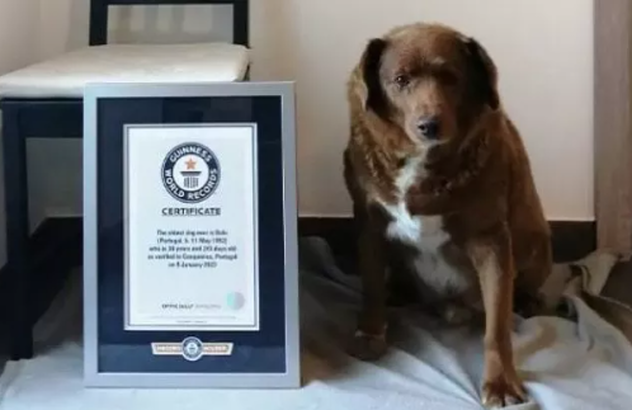 Con i suoi 31 anni è il cane più anziano del mondo: Bobi nel Guinness World Records