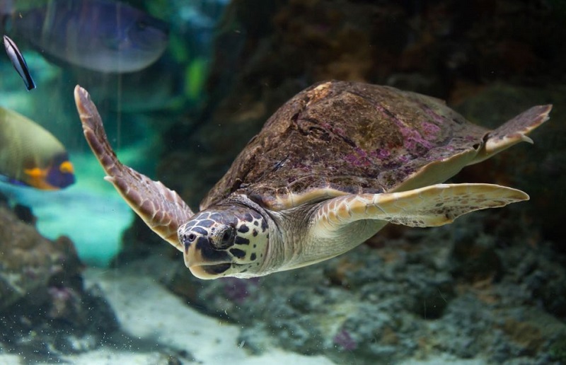 Golfo Aranci: tartaruga Caretta caretta in difficoltà salvata dalla Guardia costiera