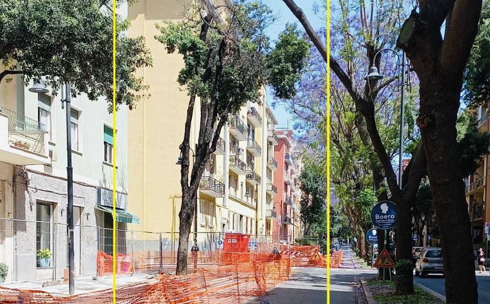Cagliari, 14 prunus pissardi sostituiranno altrettanti alberi a rischio schianto 