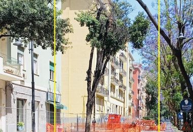 Cagliari. In via Dante saranno sostituiti 14 alberi a rischio schianto 