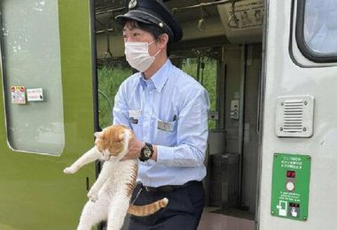 Giappone, gatto 