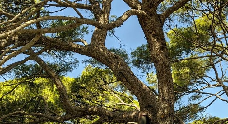 Saranno abbattuti 34 pini pericolanti sul lungomare di Torregrande 