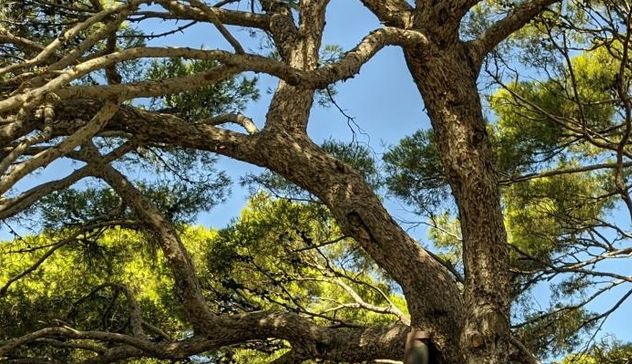 Saranno abbattuti 34 pini pericolanti sul lungomare di Torregrande 