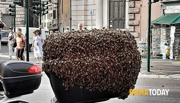 Sciame d'api sul bauletto di una moto in pieno centro a Roma
