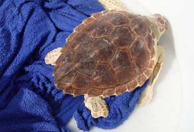 Gdf Cagliari. Liberato in mare un esemplare di tartaruga marina 