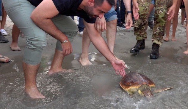Tartaruga ferita a maggio liberata in mare al Poetto 