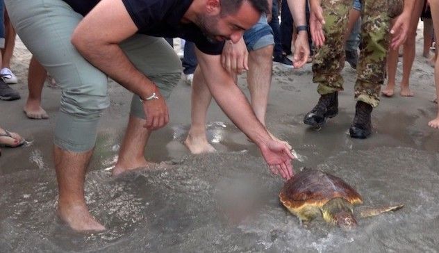 Tartaruga ferita a maggio liberata in mare al Poetto 