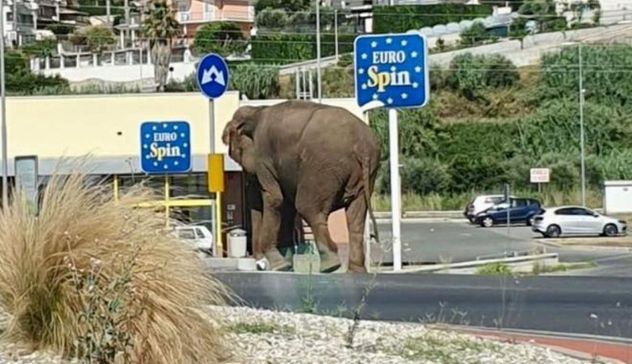 Amantea: elefante a spasso per le vie della cittadina, era scappato da un circo