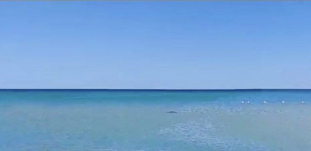 Panico tra i bagnanti a Villasimius: avvistato uno squalo 
