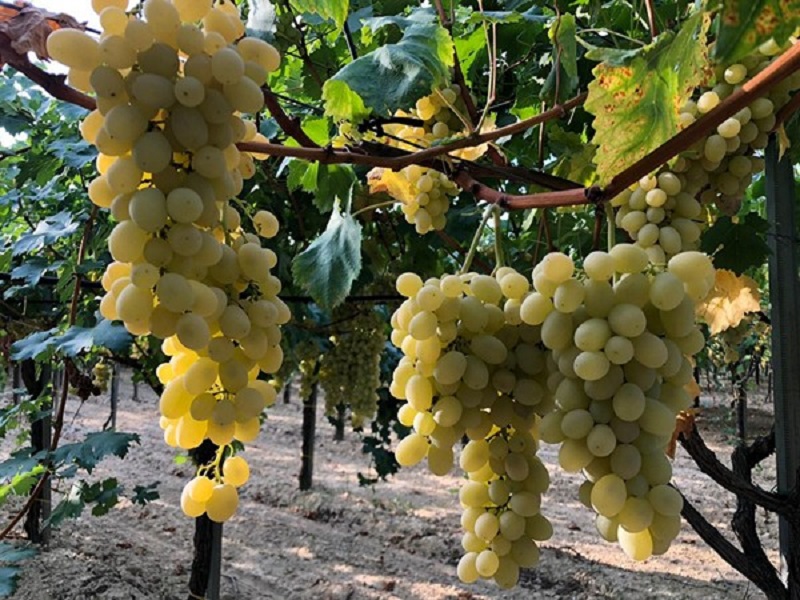 Agroalimentare: 7 Comuni pugliesi fanno squadra per valorizzare l'uva da tavola e il territorio