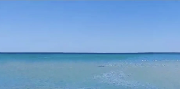 Panico tra i bagnanti a Villasimius: avvistato uno squalo 