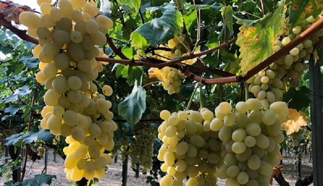 Agroalimentare: 7 Comuni pugliesi fanno squadra per valorizzare l'uva da tavola e il territorio