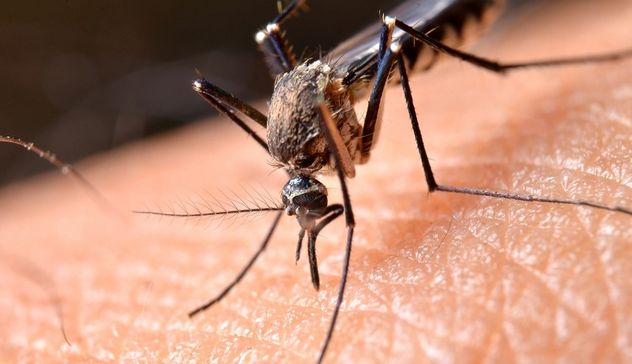 Zanzare positive al virus della Febbre del Nilo nell'Oristanese