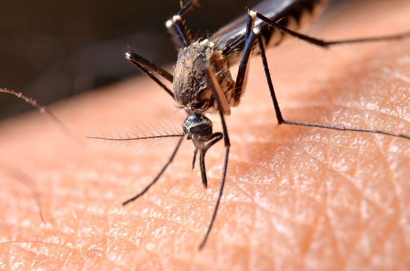 Zanzare positive al virus della Febbre del Nilo nell'Oristanese