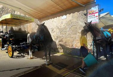 Controlli ai cavalli usati nei tour del centro ad Alghero. La Asl: “Tutto regolare”