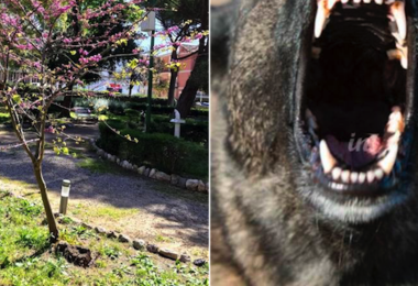 Iglesias. Paura ai giardini pubblici, cane di grossa taglia aggredisce altri due cani