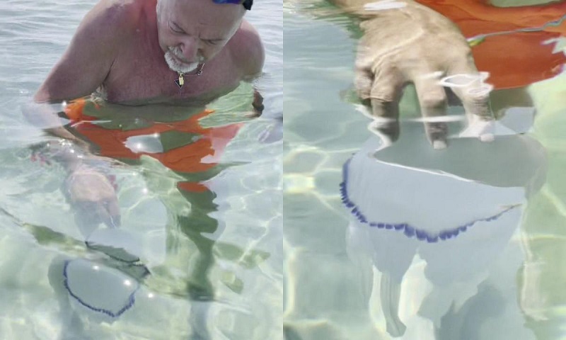 Vasco Rossi 'palleggia' con una medusa. L’esperto: 