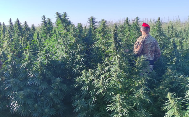 A Ozieri 2.600 piante di cannabis: tre in manette