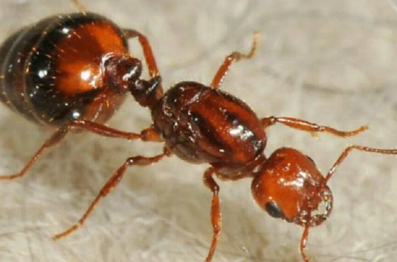 Scienziati lanciano l'allarme: la formica di fuoco è arrivata in Italia