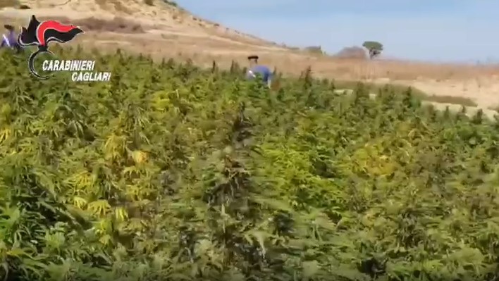 Scoperta maxi piantagione di marijuana a Pimentel. IL VIDEO