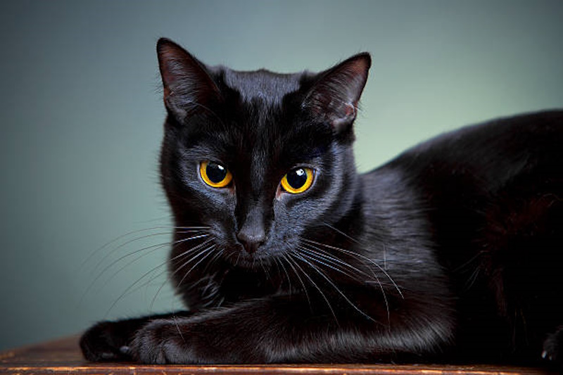 Oggi, 17 novembre, è la Giornata Nazionale del gatto nero