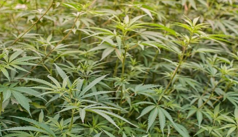 Semi di cannabis: quali sono coltivabili e quali sono vietati?