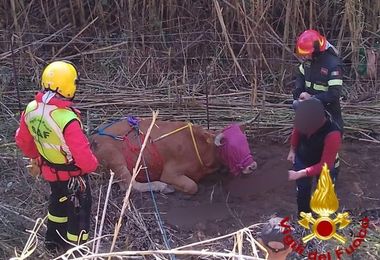 Bovino e cane soccorsi dai Vigili del fuoco nel Nuorese