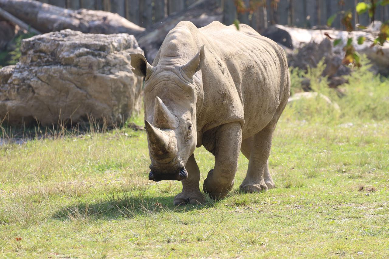Missione salvare rinoceronte bianco Nord, ottenuta prima gravidanza