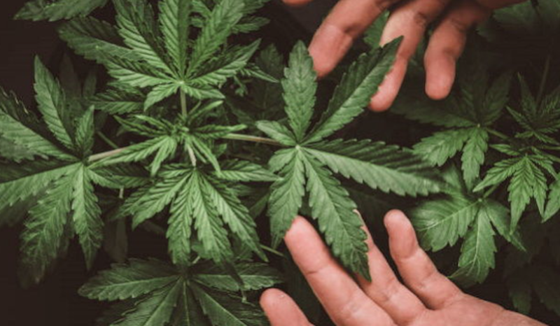 La Corte Costituzionale boccia parzialmente la nuova legge regionale sulla coltivazione della cannabis legale