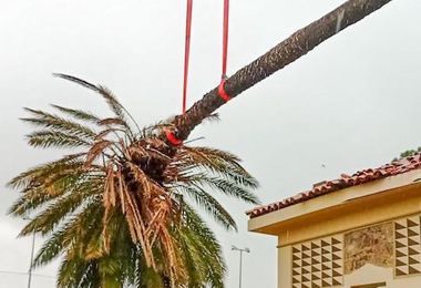 Maltempo, una palma cade sul tetto dell’oratorio ad Arborea