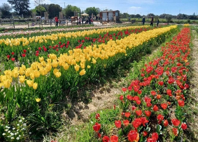 Giardino di Lu, tulipani colorati e un inno alla vita per ricordare Luena