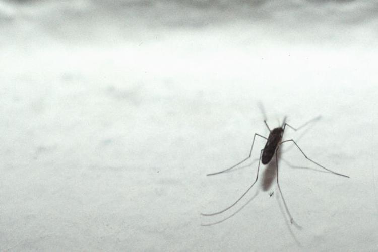 Zanzare nel mirino, l'ipotesi 'causeranno la prossima pandemia'