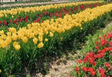 Giardino di Lu, tulipani colorati e un inno alla vita per ricordare Luena