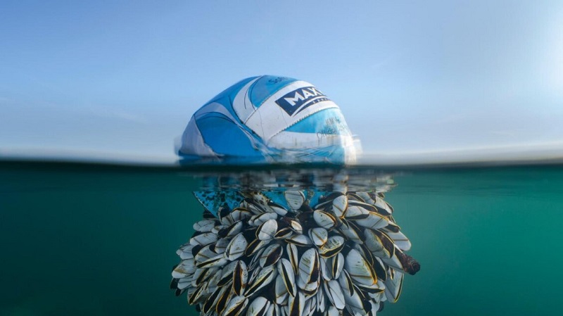 Il pallone e i crostacei: la foto simbolo dell'impatto sull'ambiente 