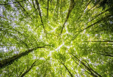 Piantare alberi nel modo giusto, la scienza in soccorso del policy-making