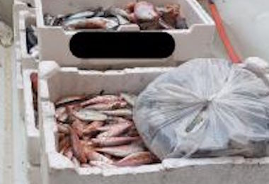 Cagliari, sequestrati 190 kg di pesce irregolare: scatta maxi multa per 4 commercianti