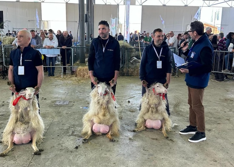 Agriumbria, concorso nazionale ovini di Razza Sarda: sul podio allevatori della Sardegna