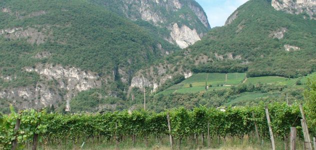 Ismea, comparto vitivinicolo vale un terzo del mercato assicurativo agricolo agevolato